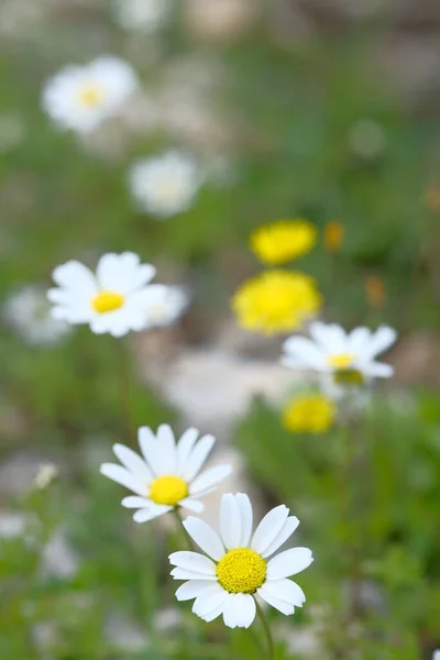 Margaridas Brancas Crescem Grama Verde Luz Sol Primavera — Fotografia de Stock