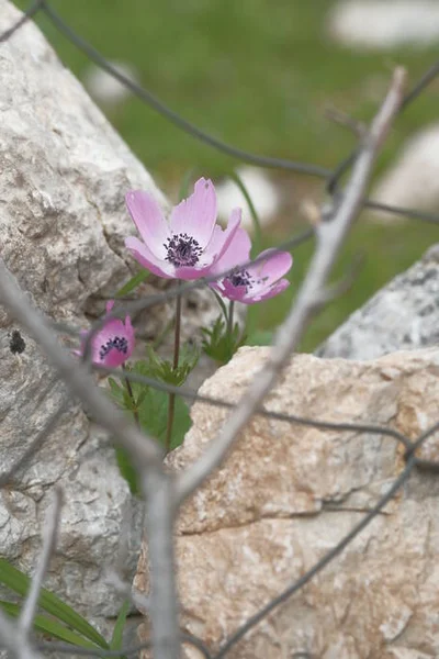 白い石の間のバイオレットイソギンチャク 山の花 — ストック写真