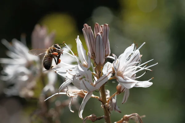 Eine Weiße Blüte Die Wie Ein Stern Aussieht Grünes Gras — Stockfoto