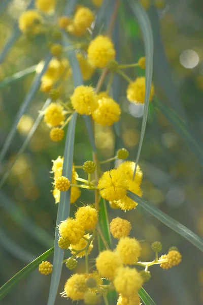 Fiori Gialli Acacia Salice Simili Alla Mimosa — Foto Stock