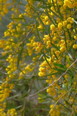 Söğüt ağacının sarı çiçekleri mimoza 'ya benzer..