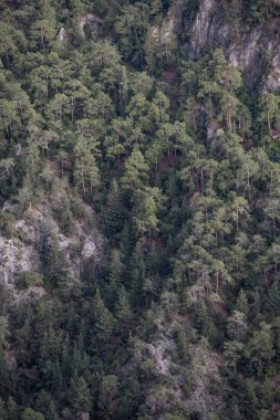 Dağlar ormanla kaplandı. Dağ sırası. Kozalaklı orman.