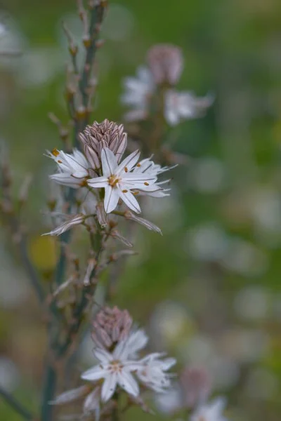 White Flowers Looks Star Green Grass Sunny Day — Stock Photo, Image