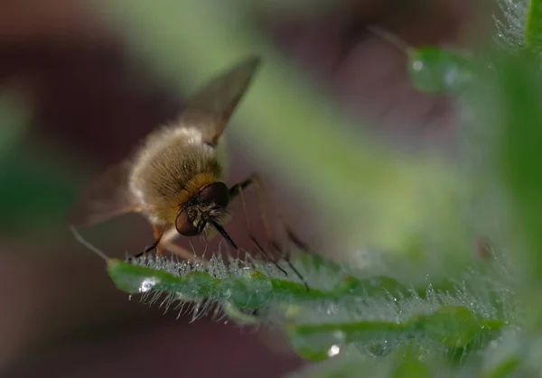 Poppies Wildflowers Insect Sits Leaf Wildflowers — Stock Photo, Image