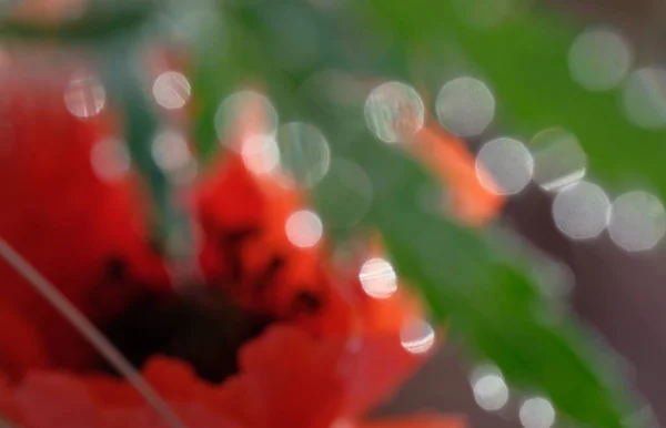 Las Amapolas Son Flores Silvestres Amanecer Sol Sobre Horizonte Gotas — Foto de Stock