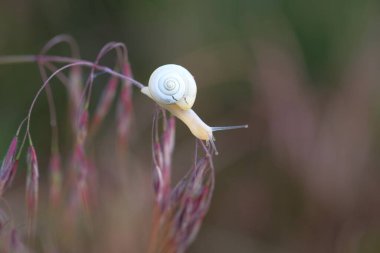 Salyangozun teki. Güneş ufukta beliriyor. Sabah çiy damlaları