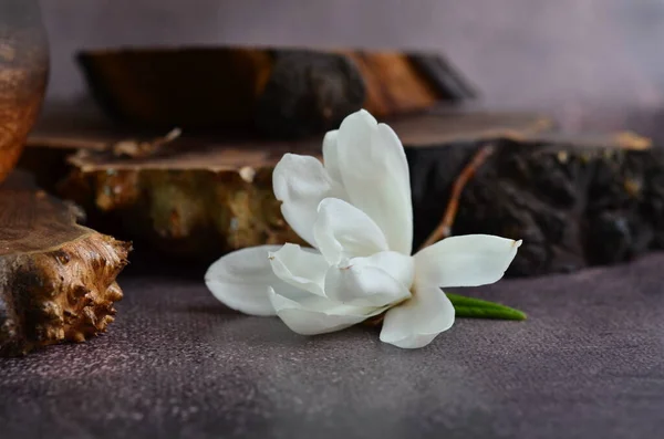 Grandes Flores Magnólia Branca Flores Delicadas Com Pétalas Grandes Ainda — Fotografia de Stock