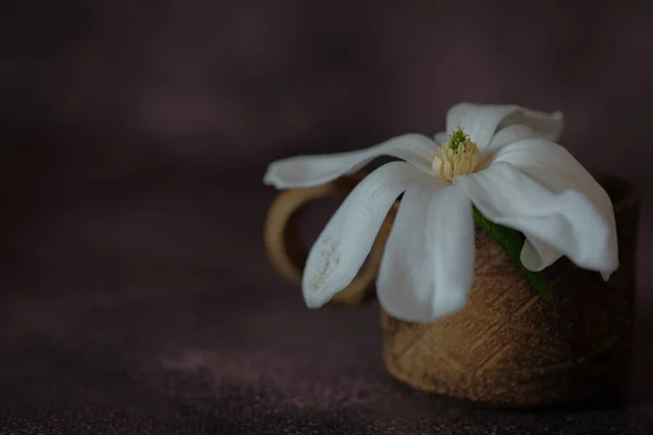 Grote Witte Magnolia Bloemen Delicate Bloemen Met Grote Bloemblaadjes Stilleven — Stockfoto