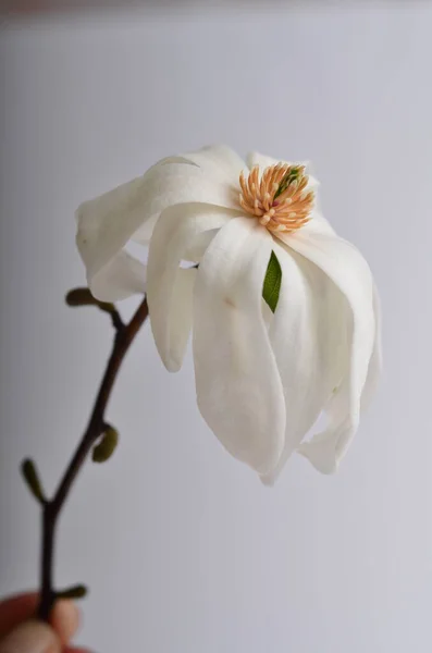 Μεγάλα Λευκά Λουλούδια Μανόλια Λεπτά Λουλούδια Μεγάλα Πέταλα Νεκρή Ζωή — Φωτογραφία Αρχείου