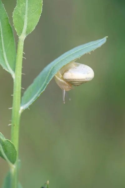 Escargot Sur Gfass Aube Est Soleil Sur Horizon Gouttes Rosée — Photo