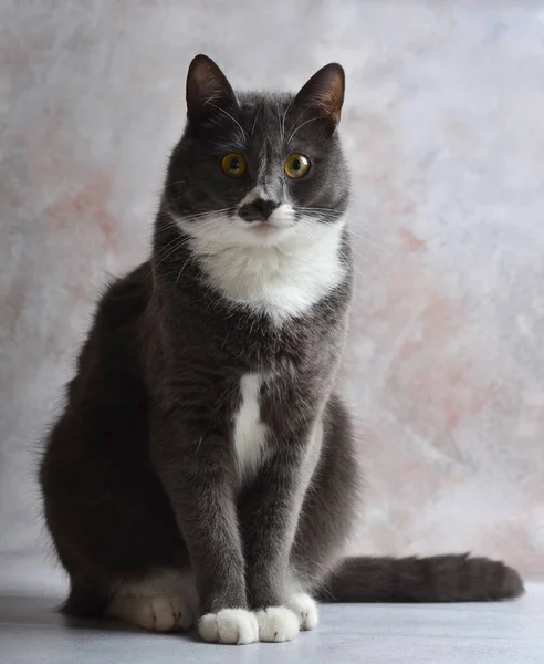 Gato Gris Con Pechos Blancos Gracioso Animal Mascotas Imagen De Stock