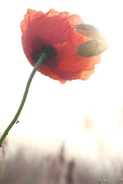 Mohn Ist Eine Wildblume Die Morgendämmerung Ist Die Sonne Über — Stockfoto