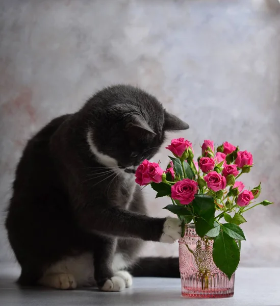 Gato Gris Con Pechos Blancos Animal Gracioso Rosas Imagen De Stock