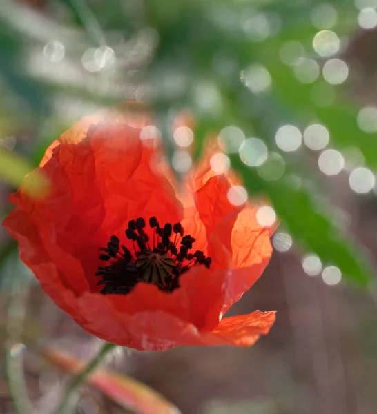 Las Amapolas Son Flores Silvestres Amanecer Sol Sobre Horizonte Gotas —  Fotos de Stock