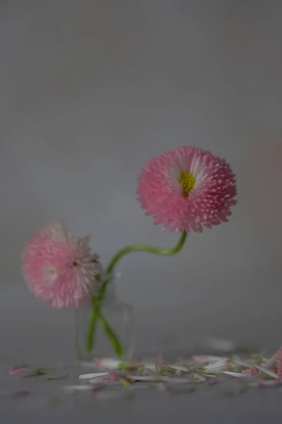 繊細なデイジーの花 庭の花の花束 — ストック写真