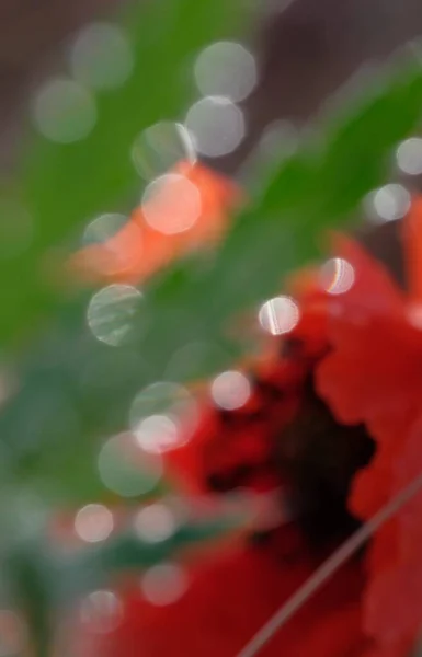 Las Amapolas Son Flores Silvestres Amanecer Sol Sobre Horizonte Gotas — Foto de Stock