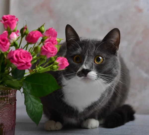 Gato Gris Con Pechos Blancos Animal Gracioso Rosas Imagen De Stock