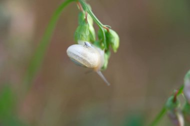 Salyangozun teki. Güneş ufukta beliriyor. Sabah çiy damlaları
