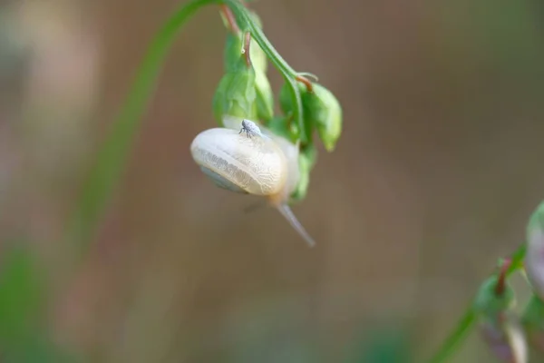 Caracol Gfass Amanecer Sol Sobre Horizonte Gotas Rocío Matutino —  Fotos de Stock