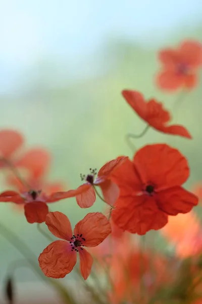 Las Amapolas Son Flores Silvestres Amanecer Sol Sobre Horizonte Flores — Foto de Stock