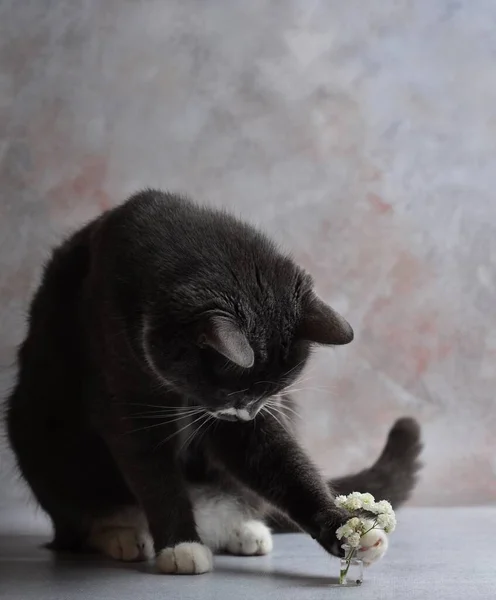 Gato Gris Con Pechos Blancos Animal Gracioso Gypsophila — Foto de Stock