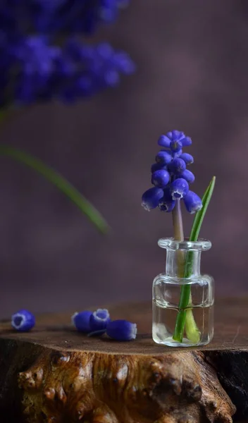 Mavi Maskara Çiçekleri Fare Sümbülü Bahar Çiçeği — Stok fotoğraf