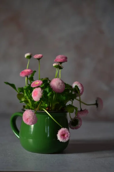 Delicate Daisy Flowers Bouquet Garden Flowers — Stock Photo, Image