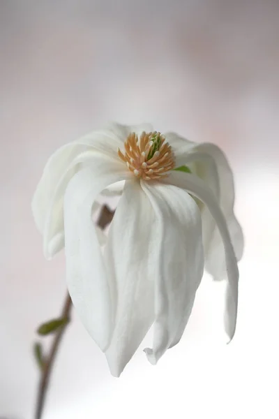 白色的大木兰花 花瓣大 花朵精致 静谧的生活 — 图库照片