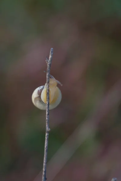 Caracol Gfass Amanecer Sol Sobre Horizonte Gotas Rocío Matutino —  Fotos de Stock