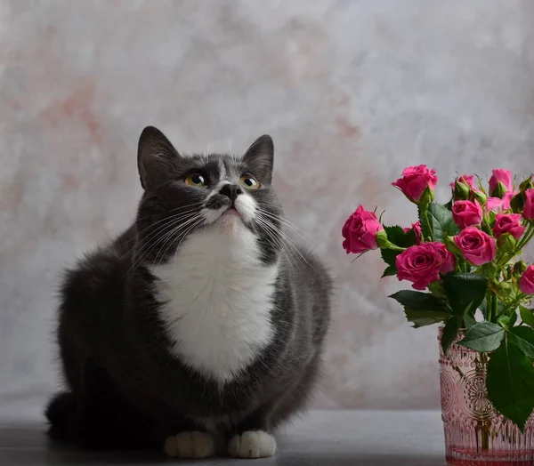 Gato Gris Con Pechos Blancos Animal Gracioso Rosas Fotos De Stock