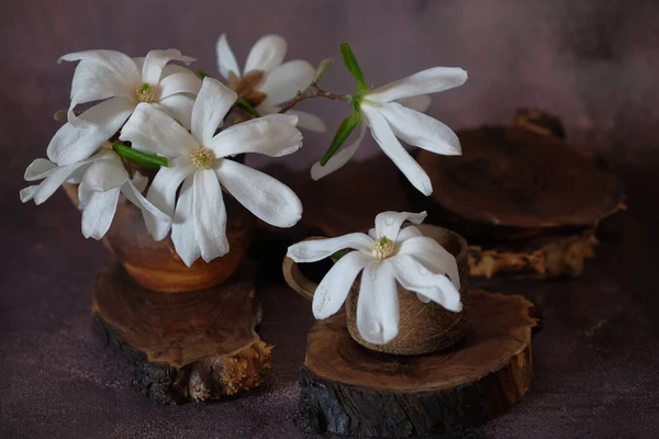 Große Weiße Magnolienblüten Zarte Blüten Mit Großen Blütenblättern Stillleben — Stockfoto