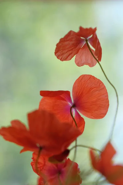 Las Amapolas Son Flores Silvestres Amanecer Sol Sobre Horizonte Flores — Foto de Stock