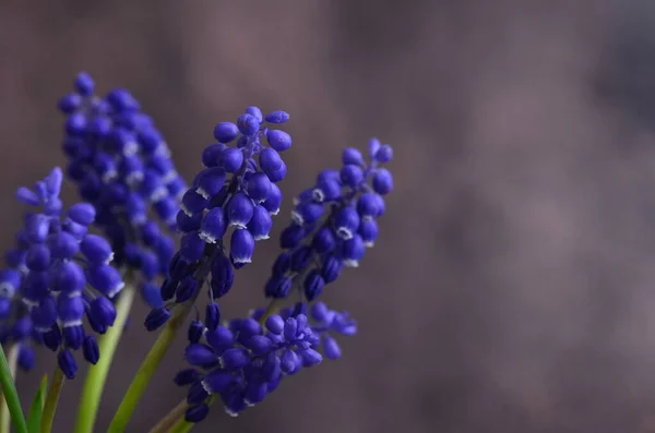 Niebieskie Kwiaty Mascari Hiacynt Myszy Kwiat Wiosny — Zdjęcie stockowe