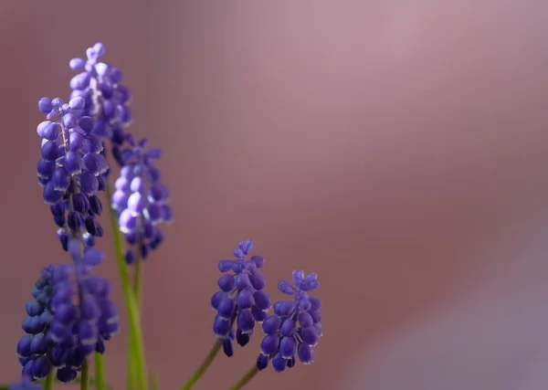 青いマスカリの花 マウスのヒヤシンス 春の花 — ストック写真