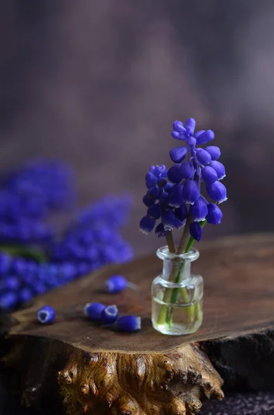 Μπλε Λουλούδια Μασκάρι Υάκινθος Ποντικιού Άνθος Άνοιξη — Φωτογραφία Αρχείου