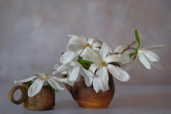 Velké Bílé Magnóliové Květy Jemné Květiny Velkými Okvětními Lístky Životnost — Stock fotografie