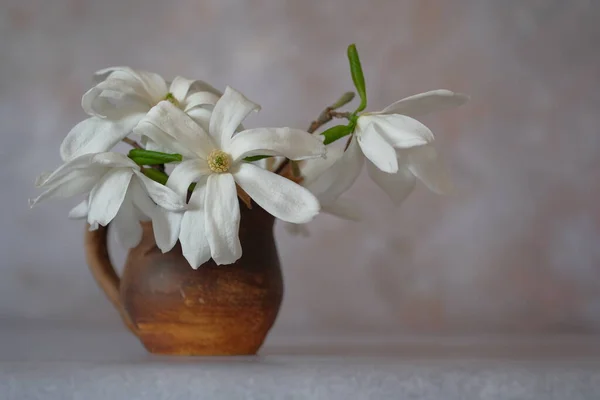 Velké Bílé Magnóliové Květy Jemné Květiny Velkými Okvětními Lístky Životnost — Stock fotografie