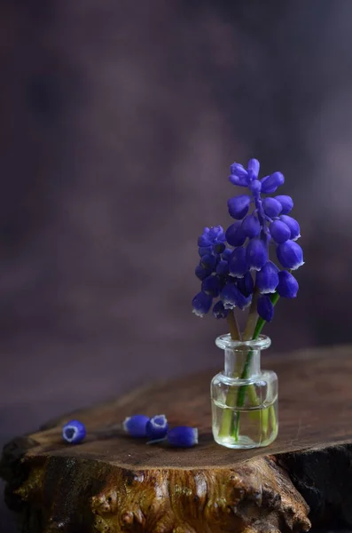 Blue Mascari Flowers Mouse Hyacinth Spring Flower — Stock Photo, Image