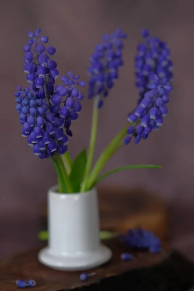Μπλε Λουλούδια Μασκάρι Υάκινθος Ποντικιού Άνθος Άνοιξη — Φωτογραφία Αρχείου