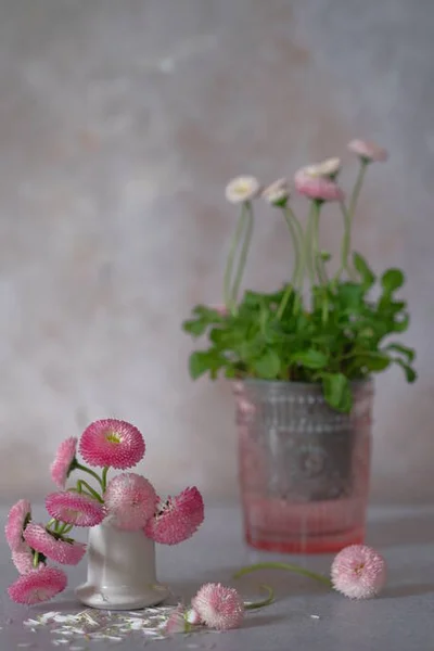 Delicate Daisy Flowers Bouquet Garden Flowers — Stock Photo, Image