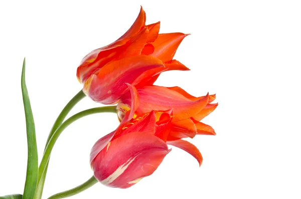 Три красивых красных тюльпанов на белом фоне — стоковое фото