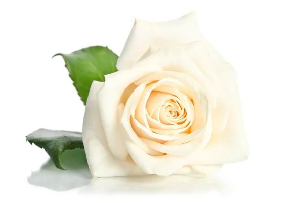 Rosa aislada sobre fondo blanco — Foto de Stock