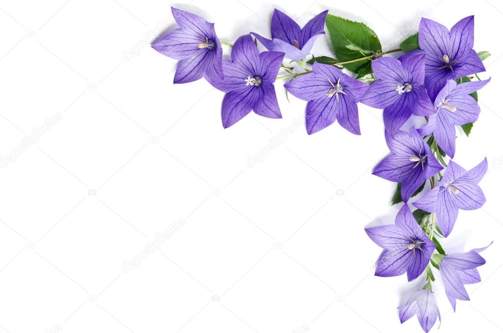 Corner made of Bellflowers isolated on white background