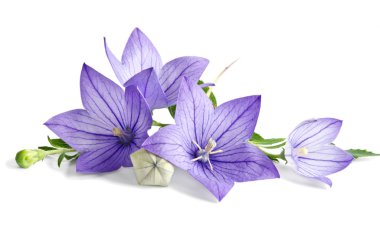 Beautiful bluebells on white background clipart