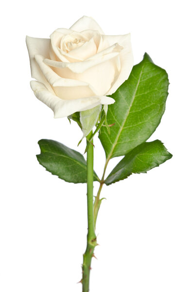Красивая белая роза изолированы на белом фоне
