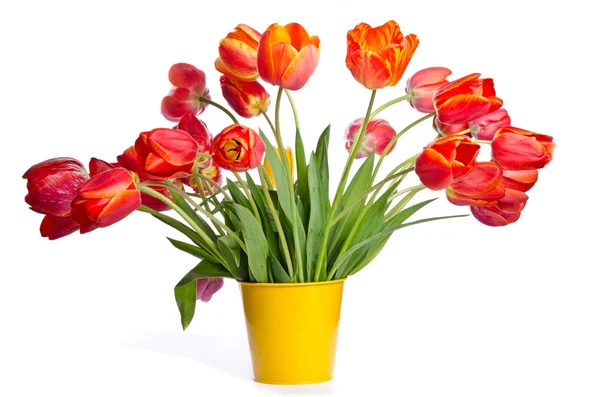 Beautiful bouquet of tulips in yellow pot isolated on white back — Stock Photo, Image