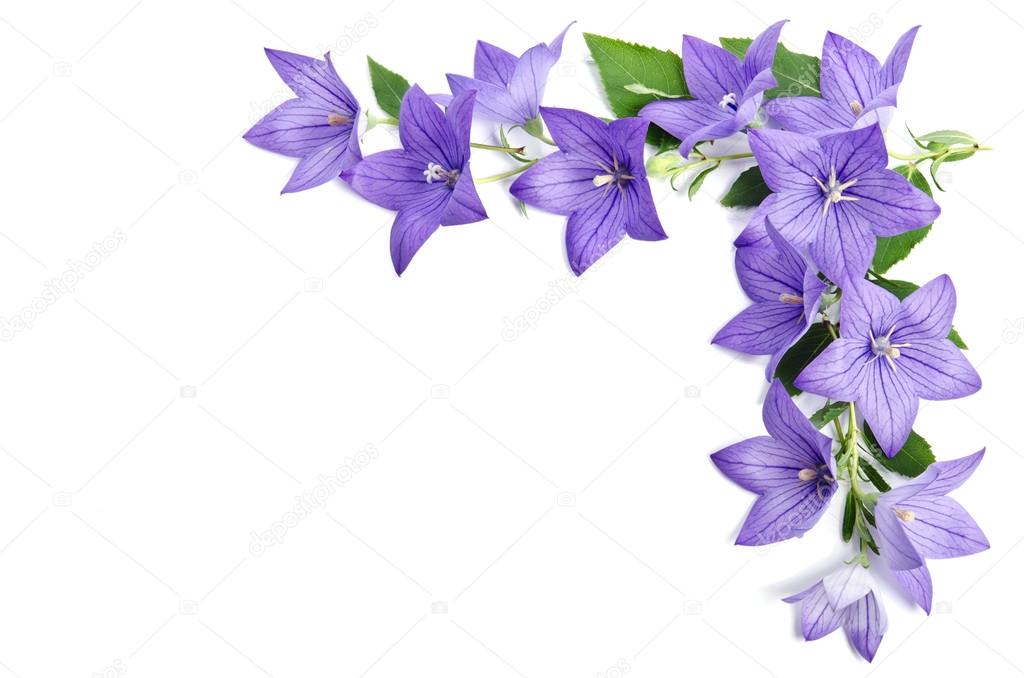 Photo corner made of Bellflowers isolated over white background