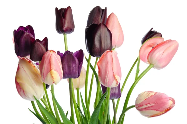 Bouquet of colorful tulips isolated on white background — Stock Photo, Image