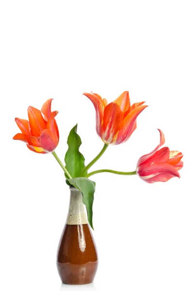 Hermoso tulipán en un jarrón de cerámica aislado sobre fondo blanco —  Fotos de Stock