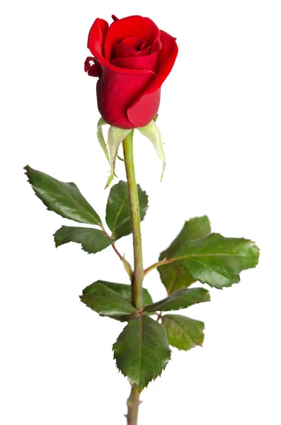 Hermosa rosa roja aislada sobre fondo blanco — Foto de Stock